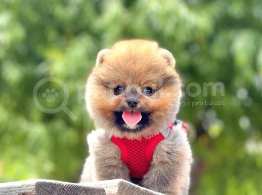 Safkan Teddy Pomeranian Yavrular görsel