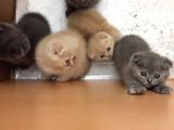 Scottish Fold Yavrularımız Yeni Yuvalarını Arıyorlar