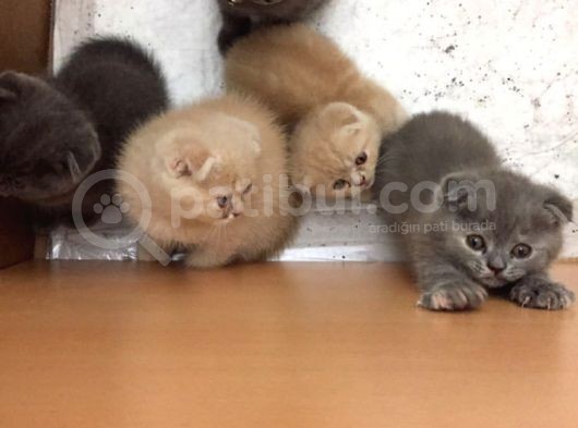 Scottish Fold Yavrularımız Yeni Yuvalarını Arıyorlar