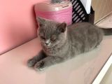 Safkan British Shorthair