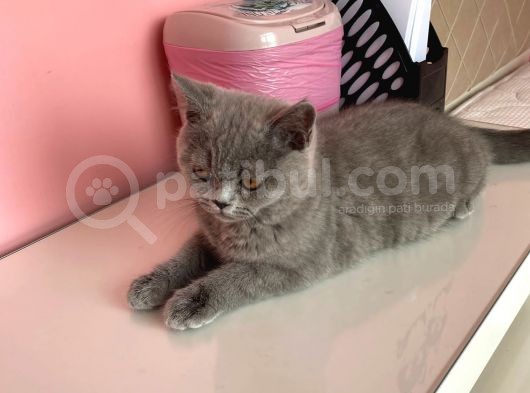 Safkan British Shorthair görsel