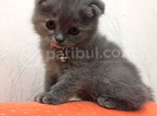 Scottish Fold Yavrularımız Yeni Yuvalarını Arıyorlar görsel