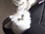British Longhair Silver Shaded Ns1133 Kedimin Yavruları