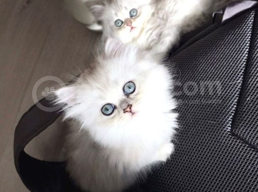 British Longhair Silver Shaded Ns1133 Kedimin Yavruları görsel