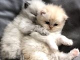 Chinchilla Yavruları Blue Point & Persian