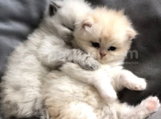 Chinchilla Yavruları Blue Point & Persian görsel