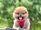 Safkan Pomeranian Yavrular