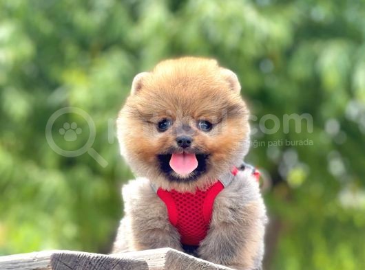 Safkan Pomeranian Yavrular