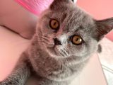 Safkan British Shorthair