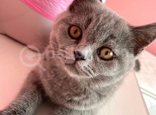 Safkan British Shorthair görsel