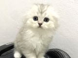 British Longhair Silver Shaded Ns1133 Kedimin Yavruları