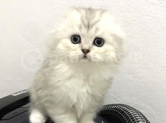 British Longhair Silver Shaded Ns1133 Kedimin Yavruları görsel