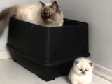 Chinchilla Yavruları Blue Point & Persian