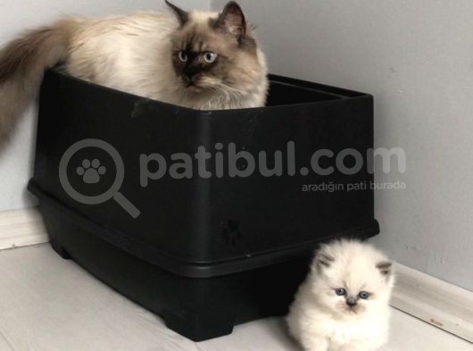 Chinchilla Yavruları Blue Point & Persian görsel