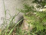 Scottish Fold