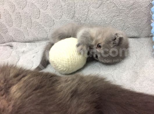 Scottish Fold Yavrularımız Yeni Yuvalarını Arıyorlar görsel