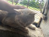 Scottish Fold