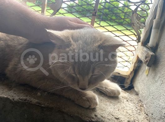 Scottish Fold görsel