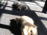 Chinchilla Yavruları Blue Point & Persian