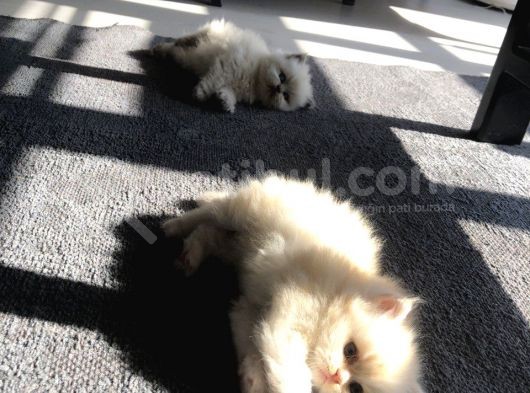 Chinchilla Yavruları Blue Point & Persian görsel