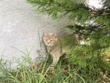 Scottish Fold