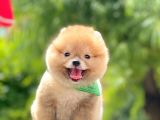 Safkan Pomeranian Yavrular
