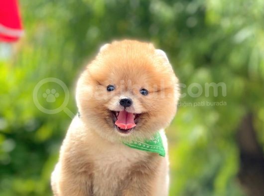 Safkan Pomeranian Yavrular görsel