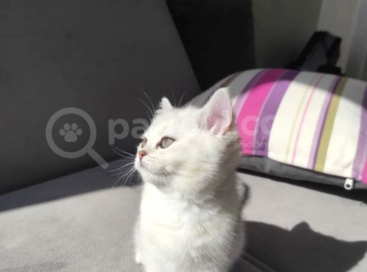 Evimizin Prensesi Yeni Yuvasını Bekliyor görsel