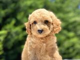 Çeşi̇t Çeşi̇t Poodle Bebekleri̇mi̇z