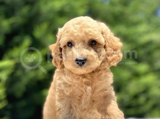 Çeşi̇t Çeşi̇t Poodle Bebekleri̇mi̇z