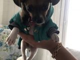 3Buçuk Aylık Erkek Sevimli Oyuncu Uysal Şivava