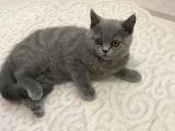 Safkan British ShortHair