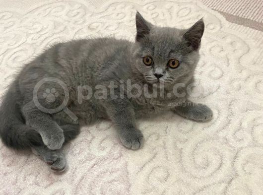 Safkan British Shorthair