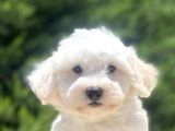 Di̇zayn Irk Sevi̇mli̇ Malti̇poo Bebekler