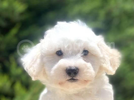 Di̇zayn Irk Sevi̇mli̇ Malti̇poo Bebekler görsel