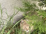 Scottish Fold