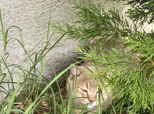 Scottish Fold görsel