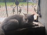 Scottish Fold