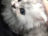 British Longhair Silver Shaded Ns1133 Kedimin Yavruları