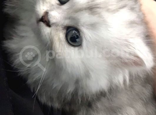 British Longhair Silver Shaded Ns1133 Kedimin Yavruları görsel