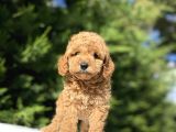 A Kali̇te Poodle Bebekleri̇mi̇z Aşili