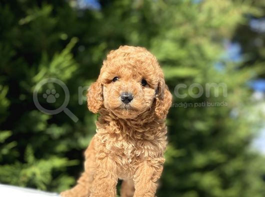 A Kali̇te Poodle Bebekleri̇mi̇z Aşili