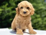 Çeşi̇t Çeşi̇t Poodle Bebekleri̇mi̇z