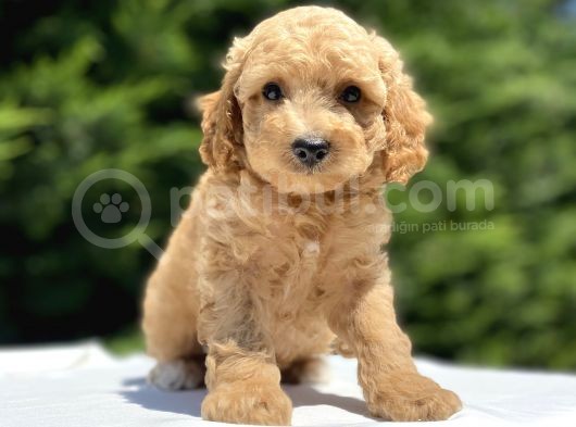Çeşi̇t Çeşi̇t Poodle Bebekleri̇mi̇z görsel