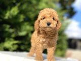 A Kali̇te Poodle Bebekleri̇mi̇z Aşili