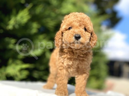 A Kali̇te Poodle Bebekleri̇mi̇z Aşili görsel