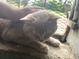 Scottish Fold