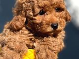 Red Toy Poodle