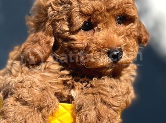 Red Toy Poodle görsel