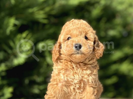 A Kali̇te Poodle Bebekleri̇mi̇z Aşili görsel